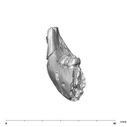 SK 64 Paranthropus robustus partial mandible anterior