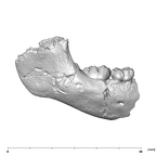 SK 64 Paranthropus robustus partial mandible buccal