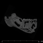 SK 64 Paranthropus robustus partial mandible internal