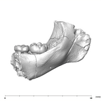 SK 64 Paranthropus robustus partial mandible lingual
