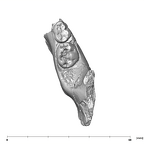 SK 64 Paranthropus robustus partial mandible occlusal