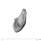 SK 64 Paranthropus robustus partial mandible posterior