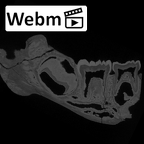 SK 64 Paranthropus robustus partial mandible ct stack movie