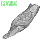 SK 64 Paranthropus robustus partial mandible ply
