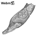 SK 64 Paranthropus robustus partial mandible ply movie