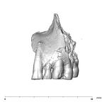 SK 65 Paranthropus robustus left maxilla anterior