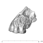 SK 65 Paranthropus robustus left maxilla buccal