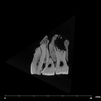 SK 65 Paranthropus robustus left maxilla internal
