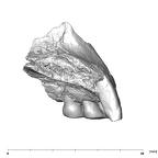 SK 65 Paranthropus robustus left maxilla lingual