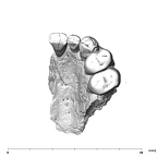 SK 65 P. robustus left maxilla