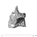 SK 65 Paranthropus robustus left maxilla posterior