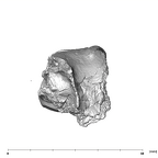 SK 65 Paranthropus robustus left maxilla superior