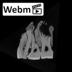SK 65 Paranthropus robustus left maxilla ct stack movie