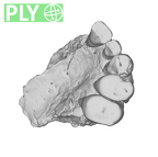 SK 65 Paranthropus robustus left maxilla ply
