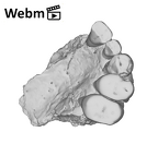SK 65 Paranthropus robustus left maxilla ply movie
