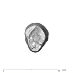 SK 65a Paranthropus robustus URC apical