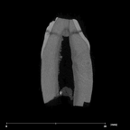SK 65a Paranthropus robustus URC internal