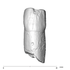 SK 65a Paranthropus robustus URC labial