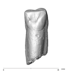 SK 65a Paranthropus robustus URC lingual
