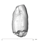 SK 65a Paranthropus robustus URC mesial
