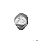 SK 65a Paranthropus robustus URC occlusal