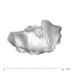 SK 66 Paranthropus robustus right maxilla anterior