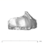 SK 66 Paranthropus robustus right maxilla buccal