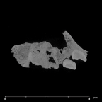 SK 66 Paranthropus robustus right maxilla internal