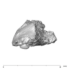 SK 66 Paranthropus robustus right maxilla lingual