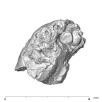 SK 66 P. robustus right maxilla
