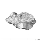 SK 66 Paranthropus robustus right maxilla posterior