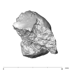 SK 66 Paranthropus robustus right maxilla superior