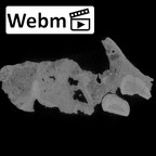 SK 66 Paranthropus robustus right maxilla ct stack movie