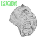 SK 66 Paranthropus robustus right maxilla ply