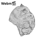 SK 66 Paranthropus robustus right maxilla ply movie