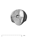 SK 67 Paranthropus robustus URI1 apical