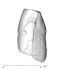 SK 67 Paranthropus robustus URI1 distal
