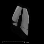 SK 67 Paranthropus robustus URI1 internal