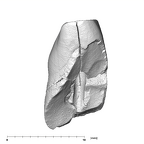SK 67 Paranthropus robustus URI1 mesial