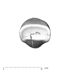 SK 67 Paranthropus robustus URI1 occlusal