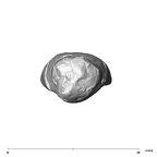 SK 68 Paranthropus robustus ULI1 apical