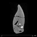 SK 68 Paranthropus robustus ULI1 internal