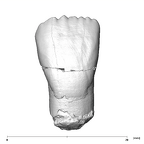 SK 68 Paranthropus robustus ULI1 labial