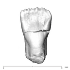 SK 68 Paranthropus robustus ULI1 lingual