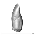 SK 68 Paranthropus robustus ULI1 mesial