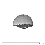 SK 68 Paranthropus robustus ULI1 occlusal