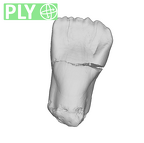 SK 68 Paranthropus robustus ULI1 ply
