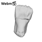 SK 68 Paranthropus robustus ULI1 ply movie