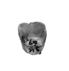 SK 69 P. robustus ULI1