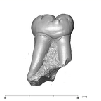 SK 6 Paranthropus robustus LRM2 buccal
